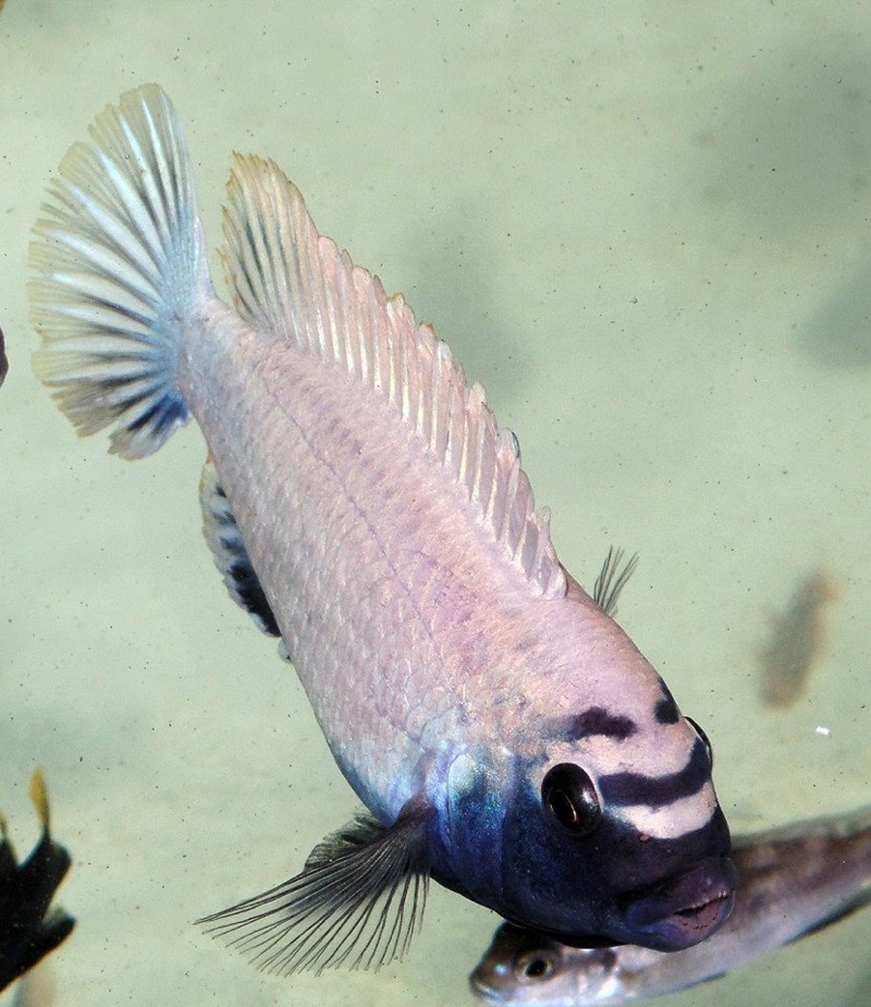 Pseudotropheus sp. 'polit' Lion's Cove
